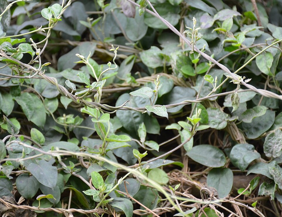 Gymnema sylvestre | NMPPDB