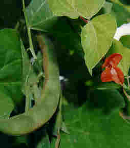 Physostigma venenosum | NMPPDB